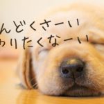 めんどくさい、やりたくない